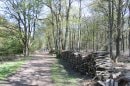 Forêt de la Roche Turpin